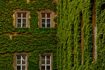 Fototapeta na wymiar The stone wall and high windows are completely overgrown with bright green wild vine and ivy. The stone wall is covered with green ivy. Texture, background for postcards or advertising.