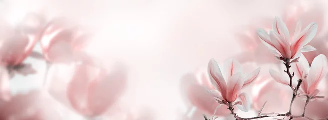  Close-up van bloeiende magnoliaboom in het voorjaar op pastel bokeh achtergrond. © hitdelight