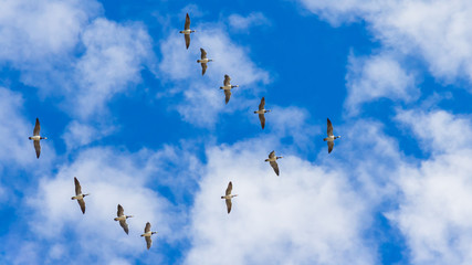 Flying wild geese
