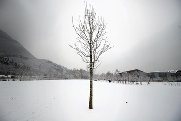 Singolo albero spoglio in distesa di neve