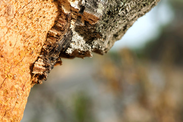 A corkwood tree