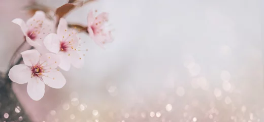 Foto op Aluminium Close-up van kersenbloesem bloem op bokeh pastel achtergrond. Macro bloeiende boomgaard in het voorjaar. © hitdelight