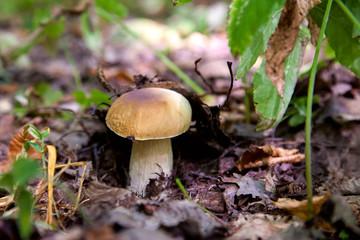 Boletus mushroom in the wild. Porcini mushroom grows on the forest floor at autumn season..
