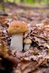 Mushroom family of boletus mushroom in the wild. Porcini mushroom grows on the forest floor at autumn season..