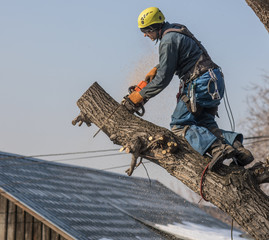 arborist cuts branches with a chainsaw on a tree
