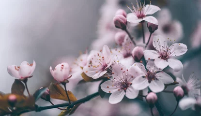 Fototapeten Nahaufnahme der Frühlingsblütenblume auf dunklem Bokeh-Hintergrund. Makro-Kirschblüten-Baumzweig © hitdelight