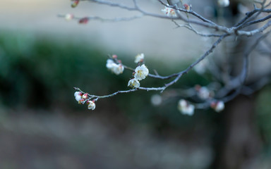 梅の花