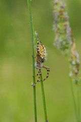 A spider weaves a spider's web on a stem of a blade of grass