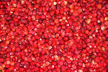 Background of wild forest strawberry berries