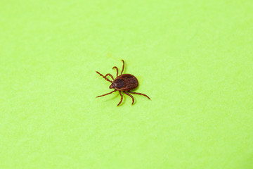 A dangerous parasite and infection carrier mite
