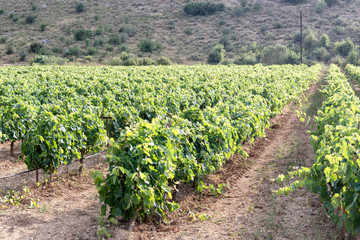 Fototapeta na wymiar Growing grapes in the countryside in summer