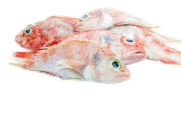 The red grouper on a white background close-up