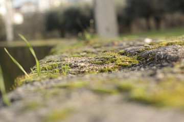 grass