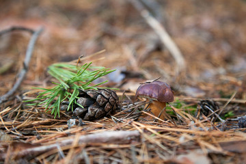 Imleria badia or Boletus badius commonly known as the bay bolete growing in pine tree forest..