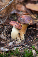 Double mushroom imleria badia commonly known as the bay bolete or boletus badius growing in pine tree forest..
