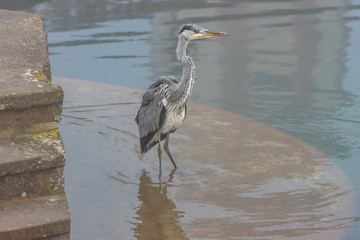 Graureiher im Morgennebel