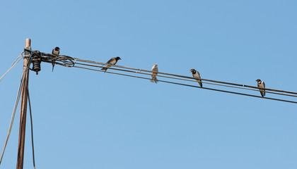 Birds on a wire. Concept of uniqueness and difference