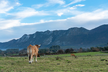 Fototapeta na wymiar Cow with his back on a cattle farm, looking towards the mountains of the Picos de Europa, on the background. Typical landscape of Asturias, Spain
