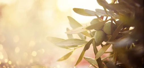 Zelfklevend Fotobehang Close-up van olijffruit op boomtak. Olijftuin en zonlicht achtergrondontwerp. © hitdelight