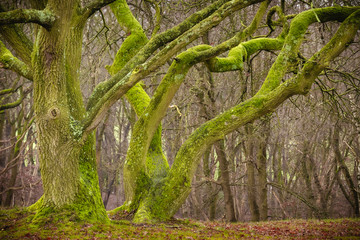 two beautifully shaped leafless green trees