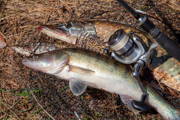 Freshwater zander and pike fish. Freshwater zander and pike fish, fishing equipment lies on round...