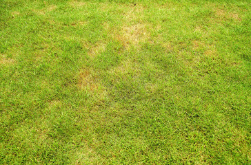 Pests and disease cause amount of damage to green lawns, lawn in bad condition and need...