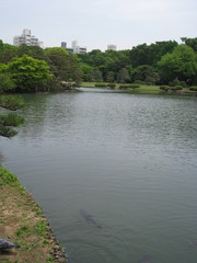 Fototapeta na wymiar 池の風景