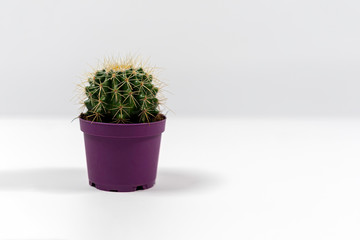Cactus isolated on white background in ceramic pot