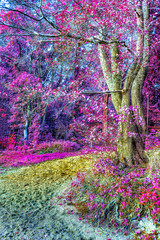Obrazy na Szkle  Magiczny widok na podczerwień w północnoeuropejskim lesie latem