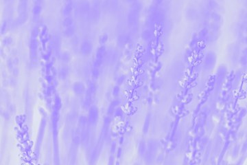 Obraz premium Soft focus of violet purple lavender flower, summer time. Pale violet toned
