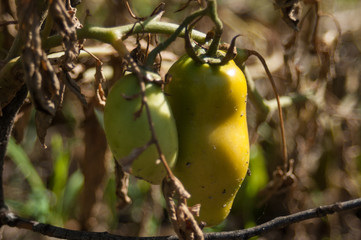 green pepper planted in organic garden