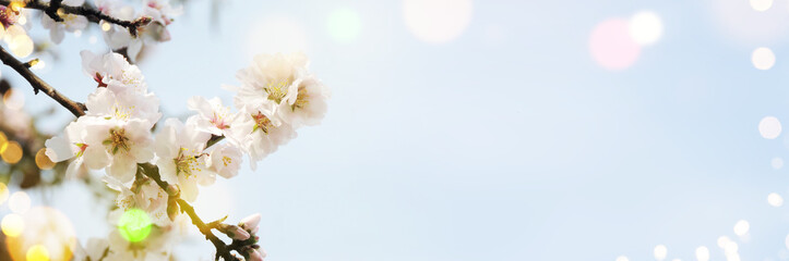 Fototapeta premium Spring background with blossom