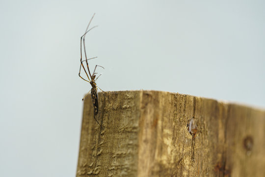 A spider climbs on a square wood log.