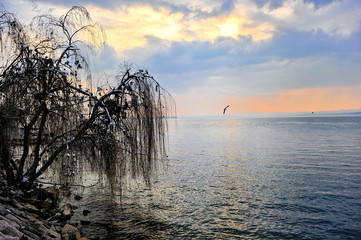 salice sul lago in inverno