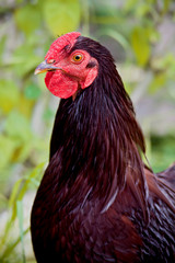 Zwergwyandotten