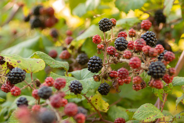 berries on a bush