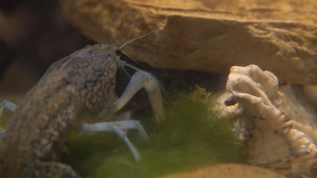 Marble river crayfish under water eating algae. Procarambus virginalis. Close up