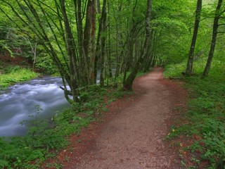 Fototapeta premium forest