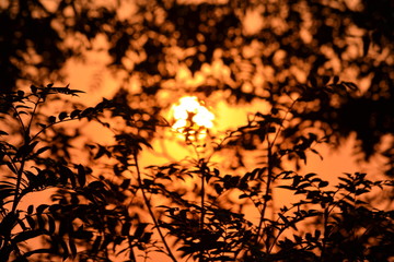 Sunset through branches and leaves.