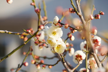 冬から春にかけて咲く日本の梅の花