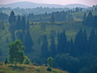 forest
