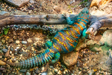 Single Ornate mastigure - latin Uromastyx ornata - tropical lizard natively inhabiting dry rocky areas of Middle East, mostly Egypt, Israel, Saudi Arabia and Yemen, in an zoological garden terrarium