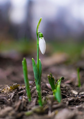 First signs of spring. Beautiful snowdrop flower in garden