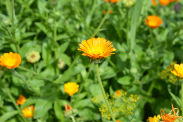 Calendula officinalis,  Pot Marigold on house garden flower bed