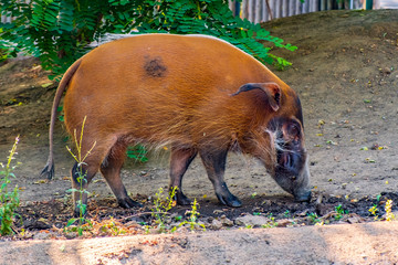 Single Red River Hog - latin Potamochoerus porcus - known also as Bush Pig natively inhabiting forests of Guinea and Congo in Africa, in an zoological garden