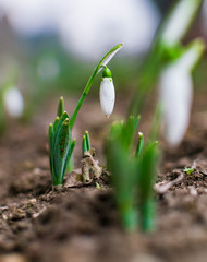 First signs of spring. Beautiful snowdrop flower in garden
