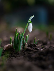 First signs of spring. Beautiful snowdrop flower in garden