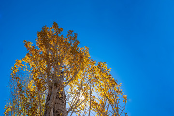 Yellow poplar tree against clear blue sky.