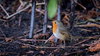 Robin redbreast foraging in turned ground with a garden fork in the background