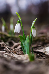 First signs of spring. Beautiful snowdrop flower in garden